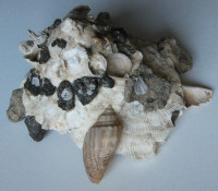 Xenophora corrugata, (Reeve, 1842)